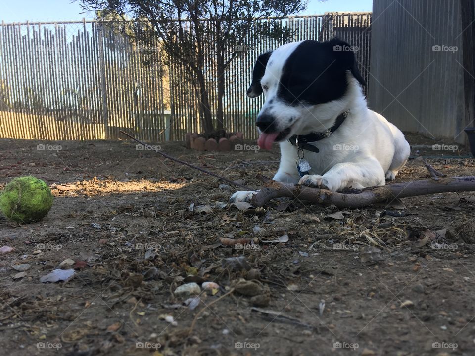 Jax the jack Russell mix chewing on a stick 