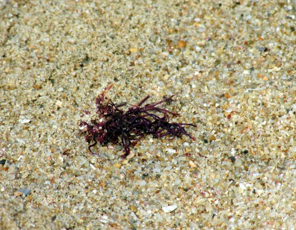 Seaweed