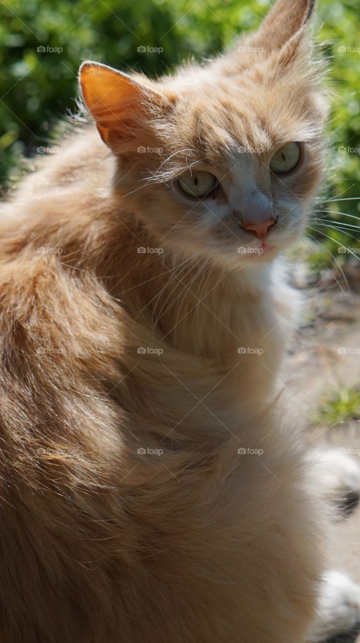 Cat, Cute, Animal, Fur, Eye