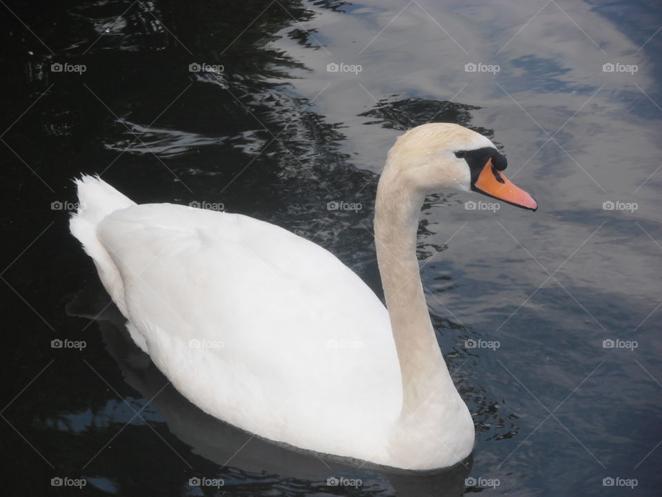 Elegent Swan