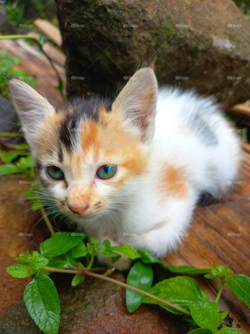 Cute kitten sitting on the ground