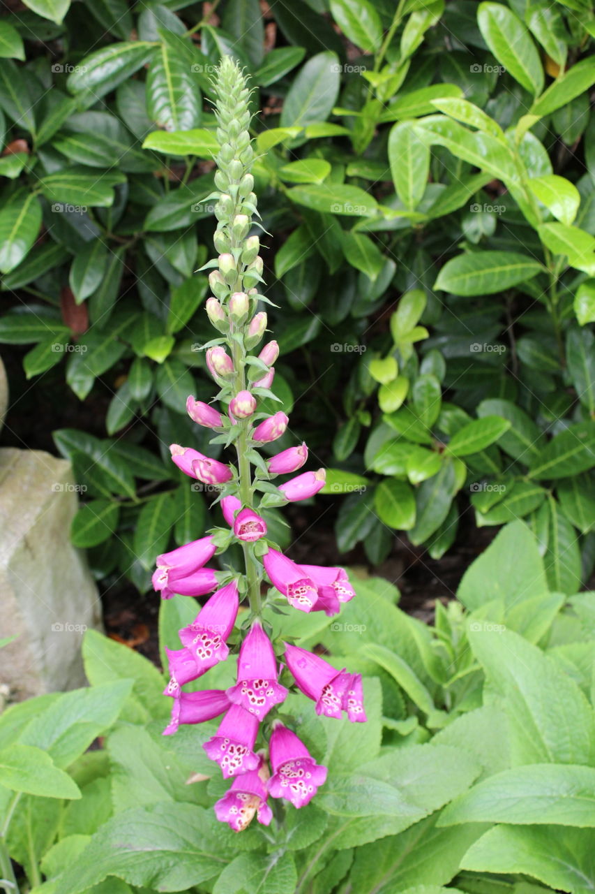 lavender flowers in the Shakespeare Garden in San Francisco California