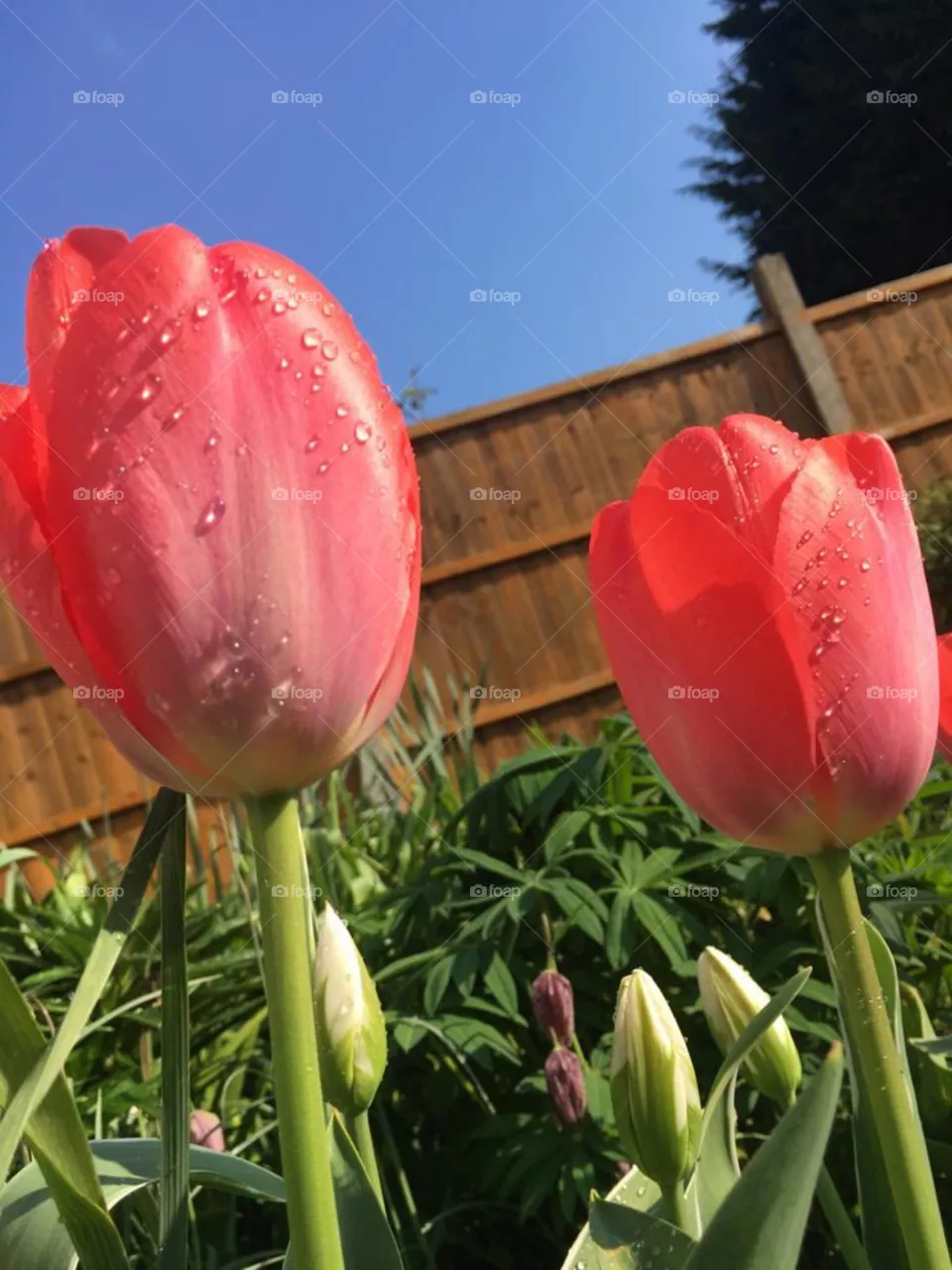tulipa sprengeri