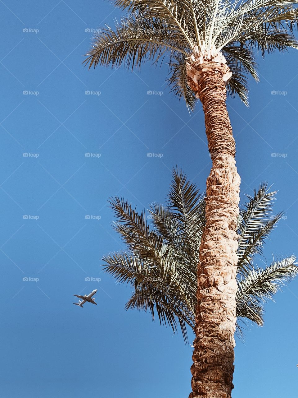 the plane flies in the sky against the background of palm trees