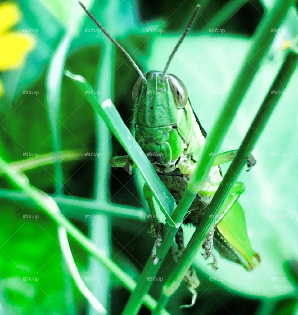 Grasshopper