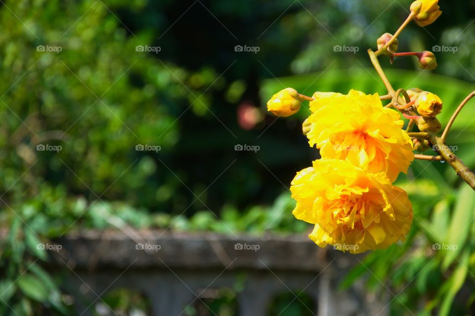 Cochlospermum religiosum, also known as a Yellow cotton tree, Silk-cotton tree, Cochlospermum regium and Buttercup tree.