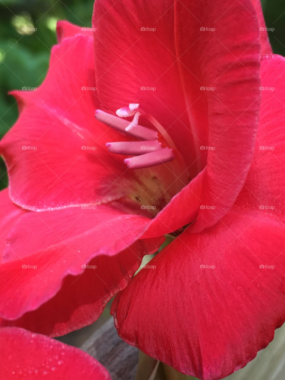 Red flower 