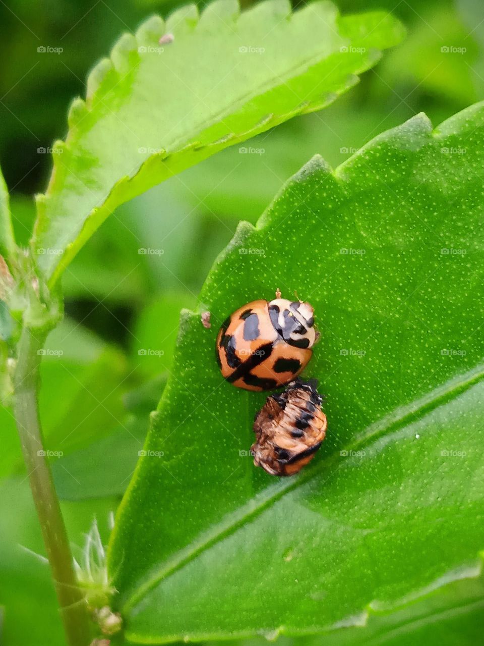 Ladybug accompanies the corpse of its companion.