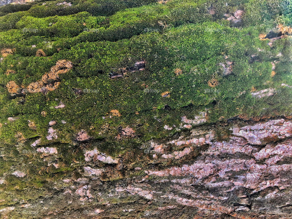 tree bark background