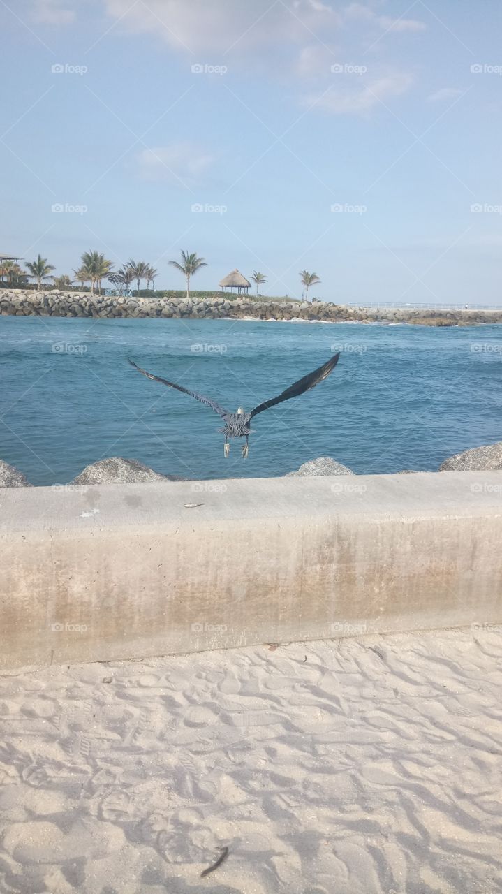 A pelican diving to catch