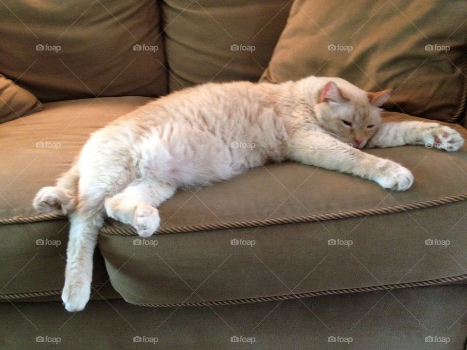 Cat nap. Cat napping on edge of couch