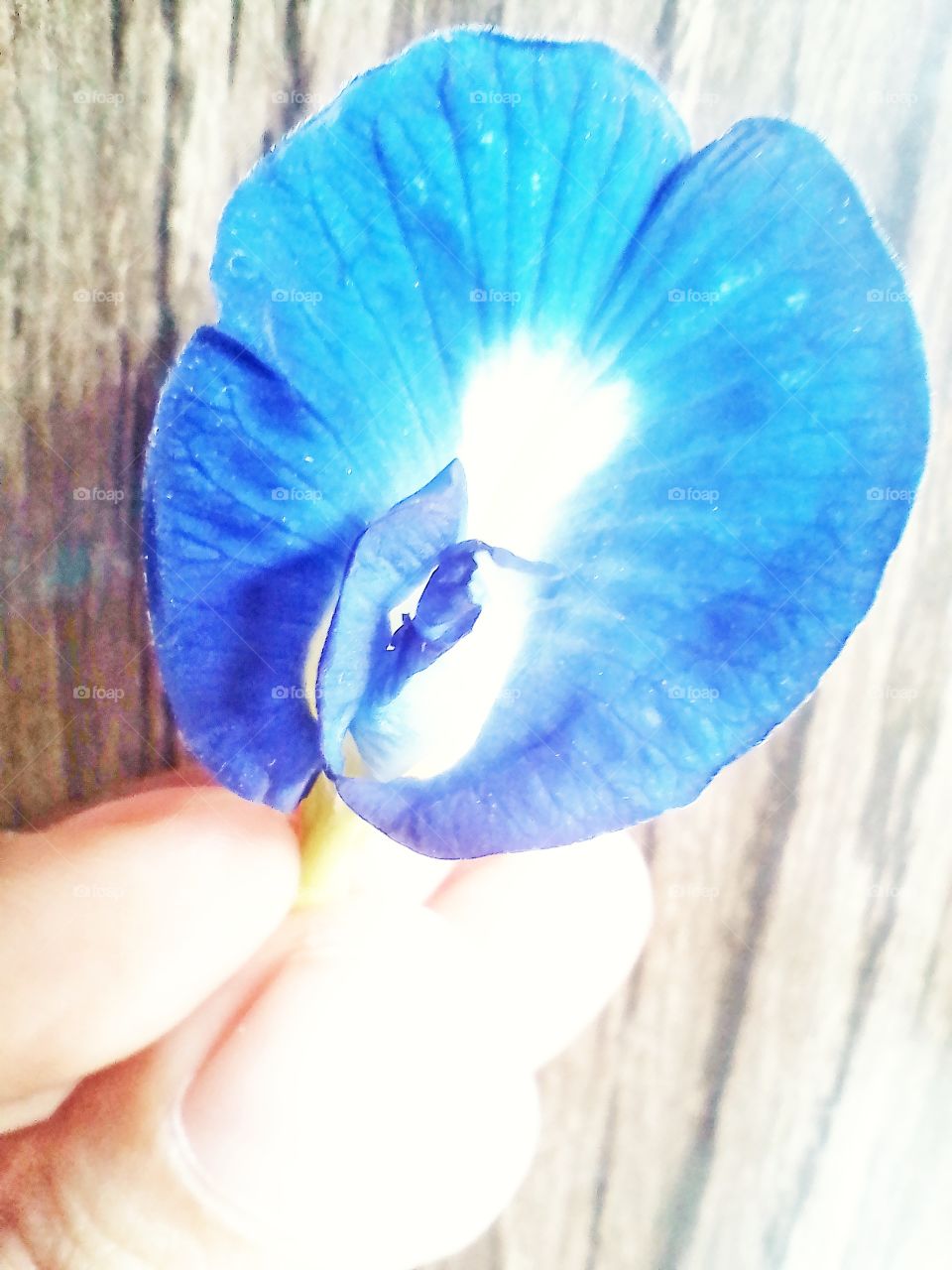 This blue flowers is beautiful flower