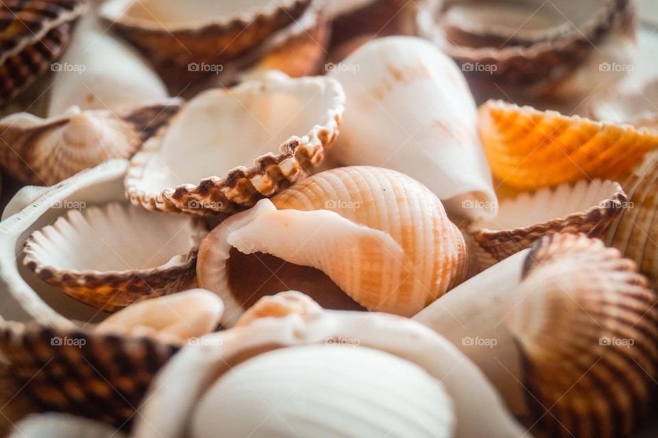 Seashell 