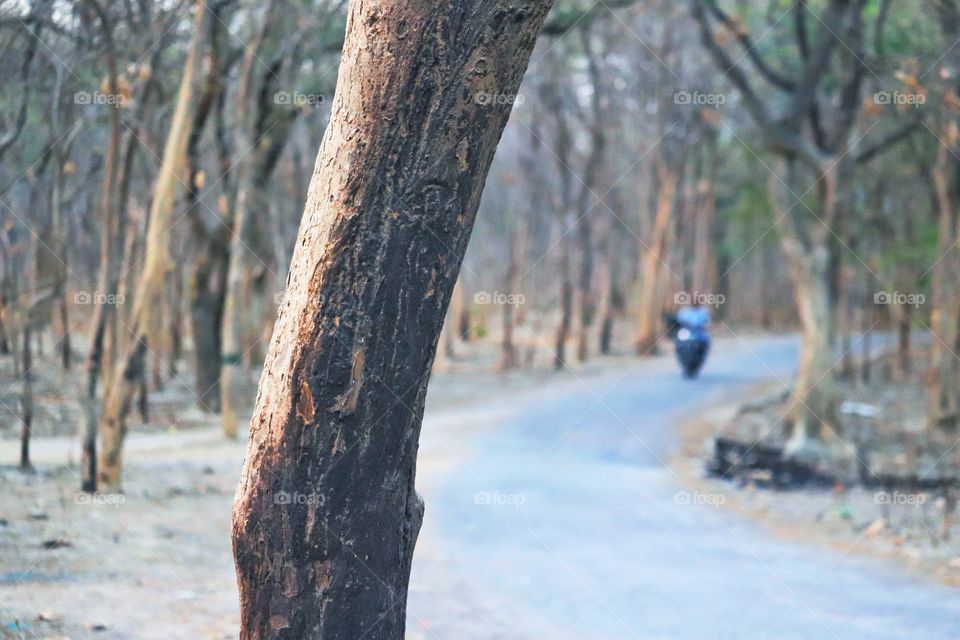 Man coming on his scooter from a lone road in a dried forest 