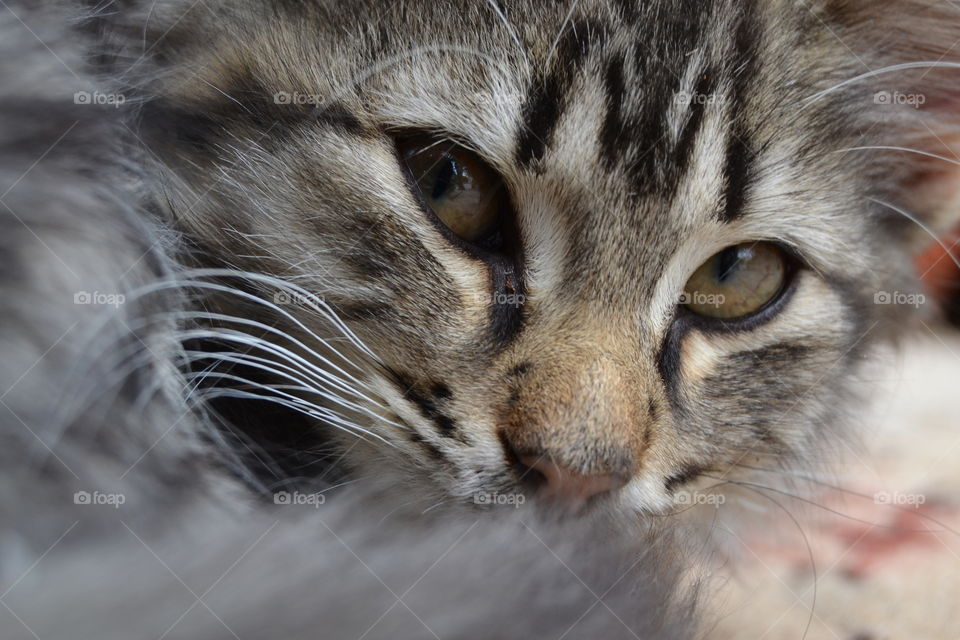 A cute cat looking at camera