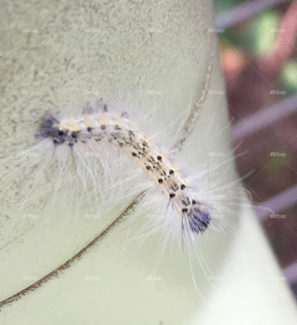 Fuzzy Caterpillar