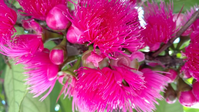 pretty pink