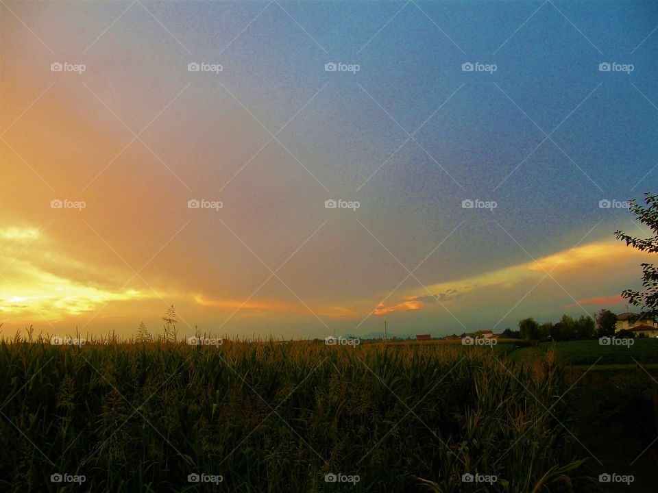 Sunset over the corn field, Italy