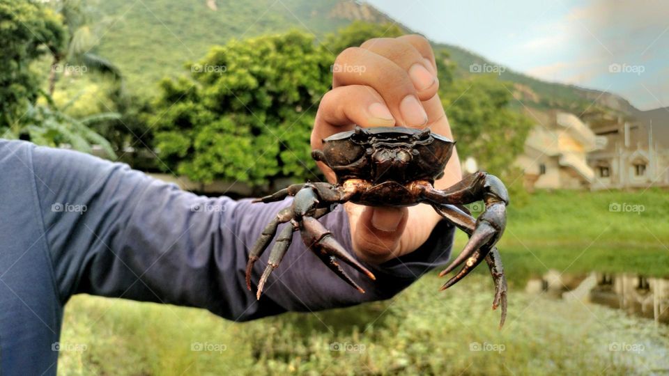 Freshwater crab