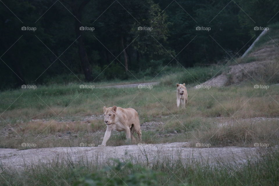 White Lion Lahore Zoo