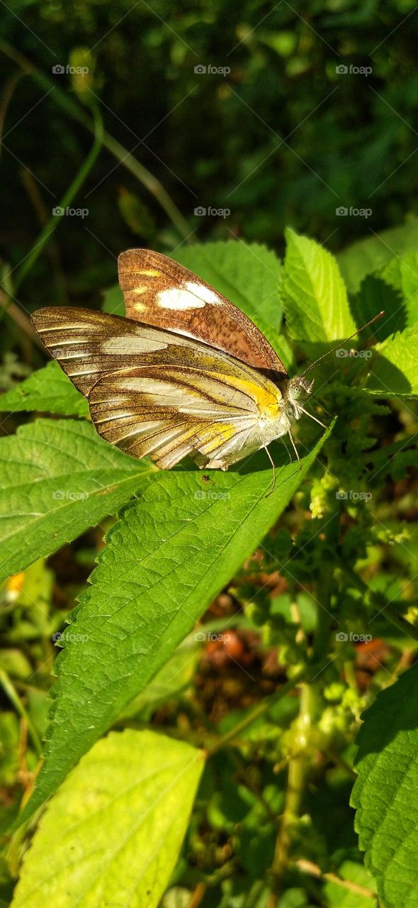 This beautiful butterfly perched on the tip of the leaf
