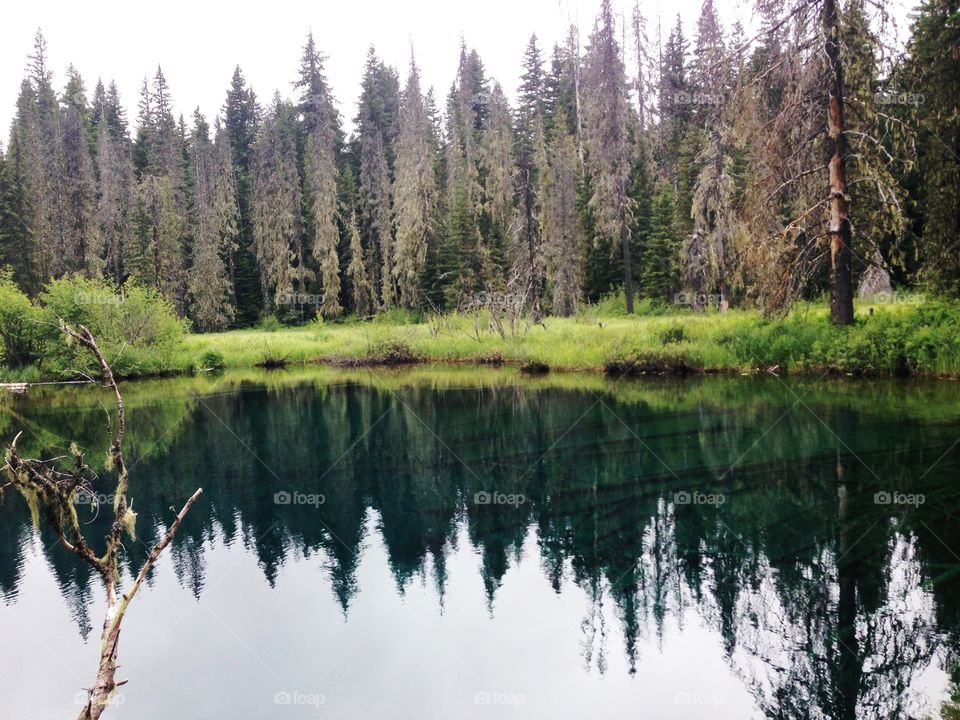 Forest reflecting in lake