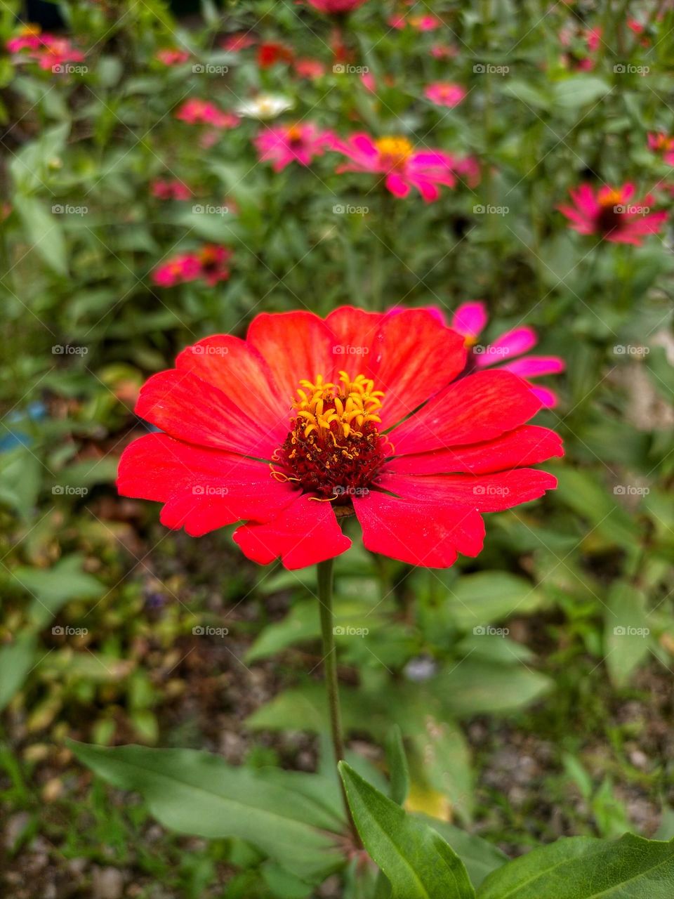 blooming flower photo