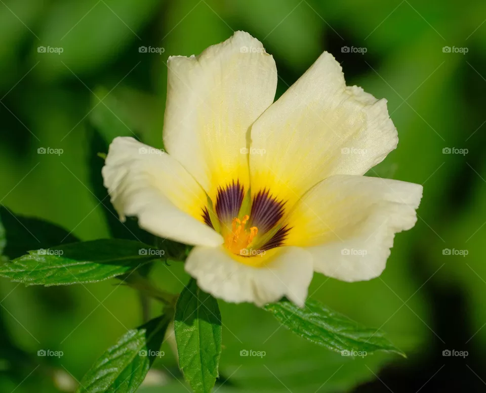 white flower