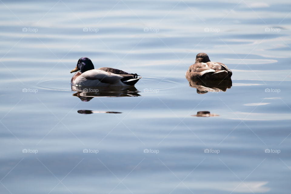 Bird, Duck, Lake, Water, Waterfowl