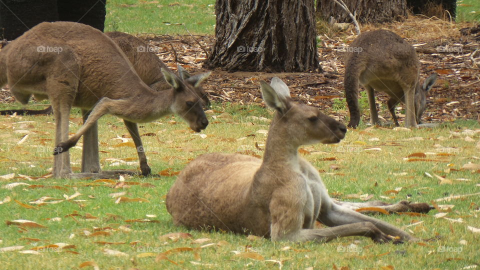 Australia, kangaroos