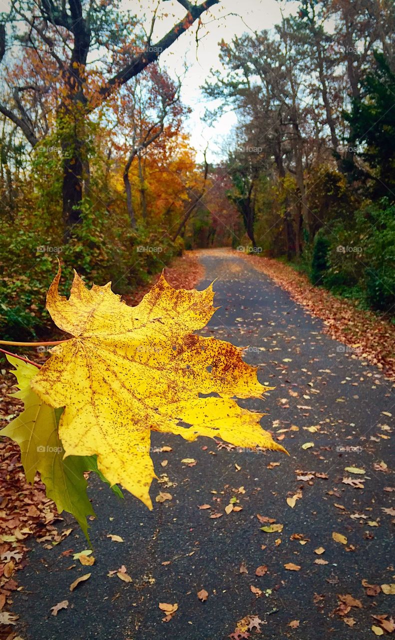 Yello leaf on trail