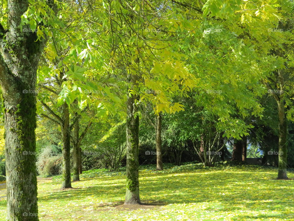 Its Easy Being Green