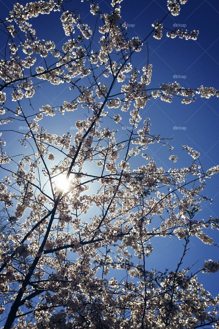 cherry blossoms in the sunlight