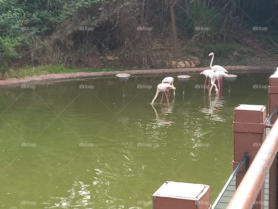 Cygne bird in the river