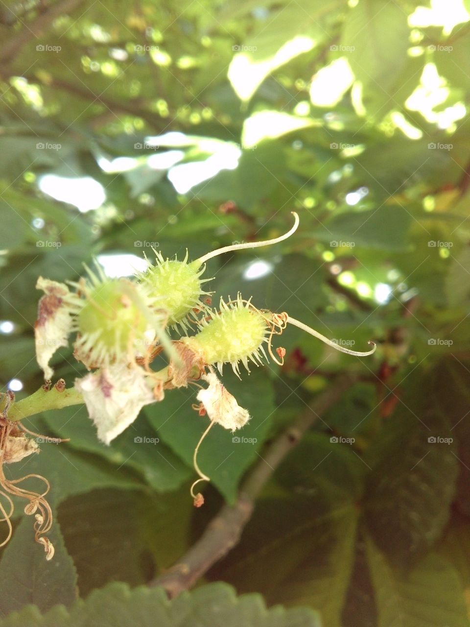 Chestnut. first fruit