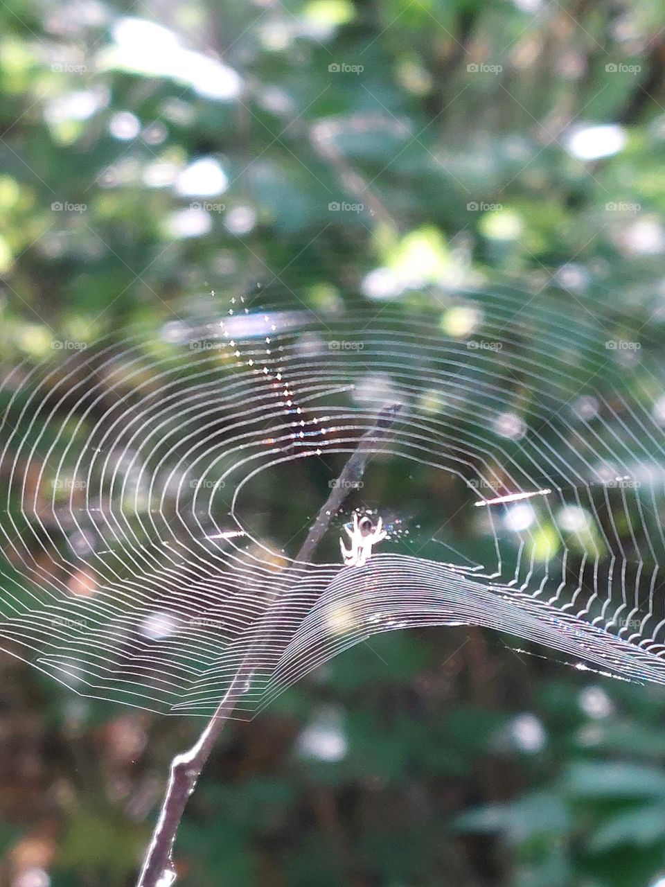 Spider Web