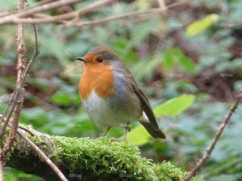 Robin