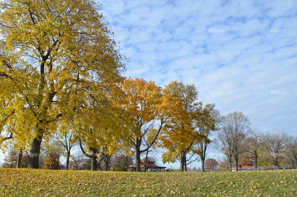 Yellow Fall Foliage