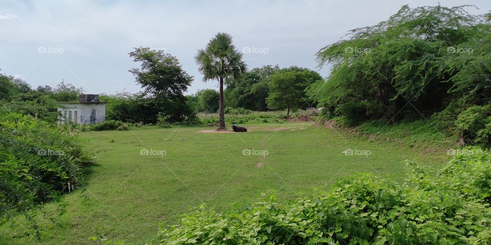 Beautiful Lonely place in the Green fields..