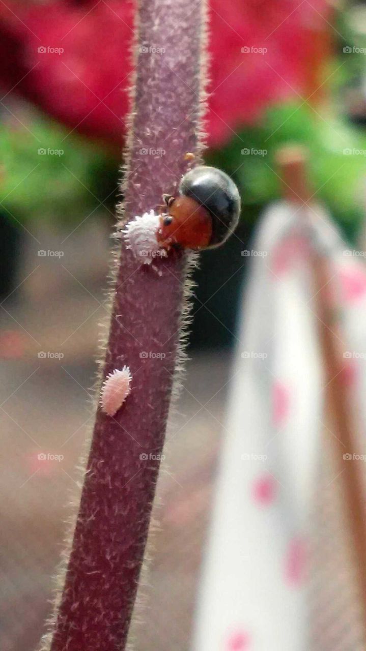 ladybug and mealybug
