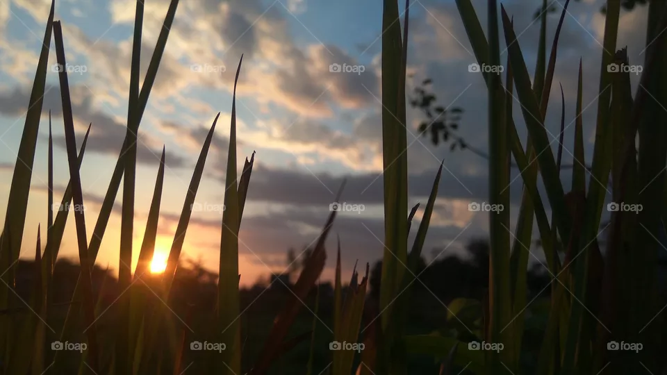 nature