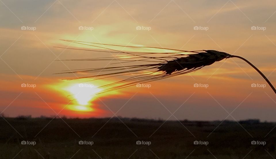 Sunset prairie wheat 