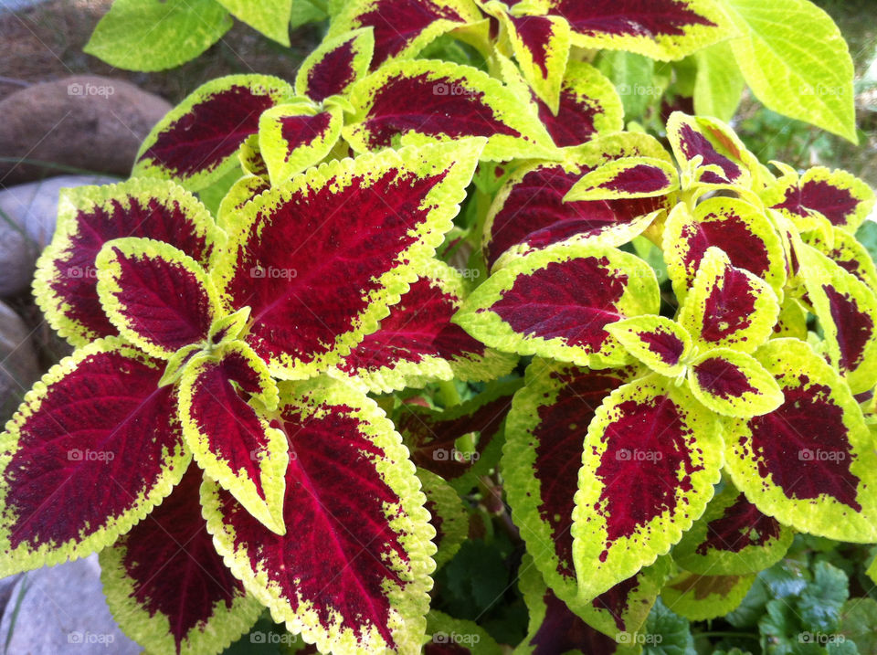 coleus by serenitykennedy