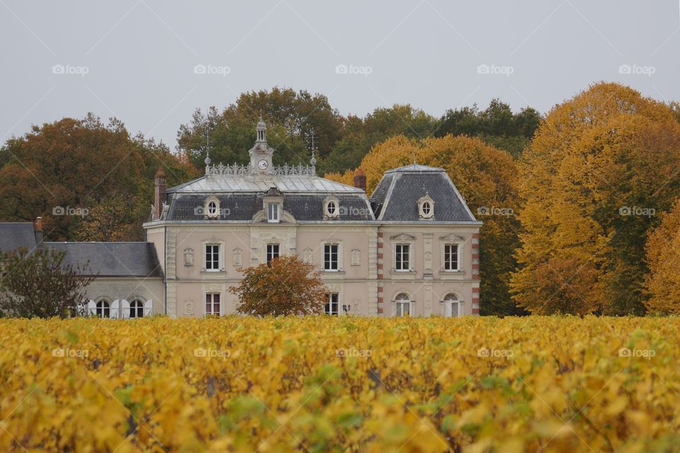 Du jaune dans les vignes