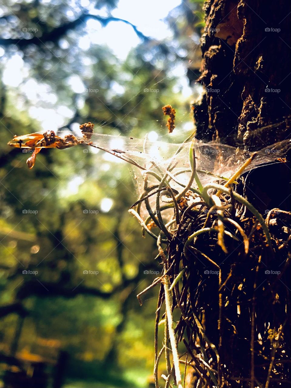 Closeup of a spiders web reaching out from a live oak at sunrise, leaves and all. 