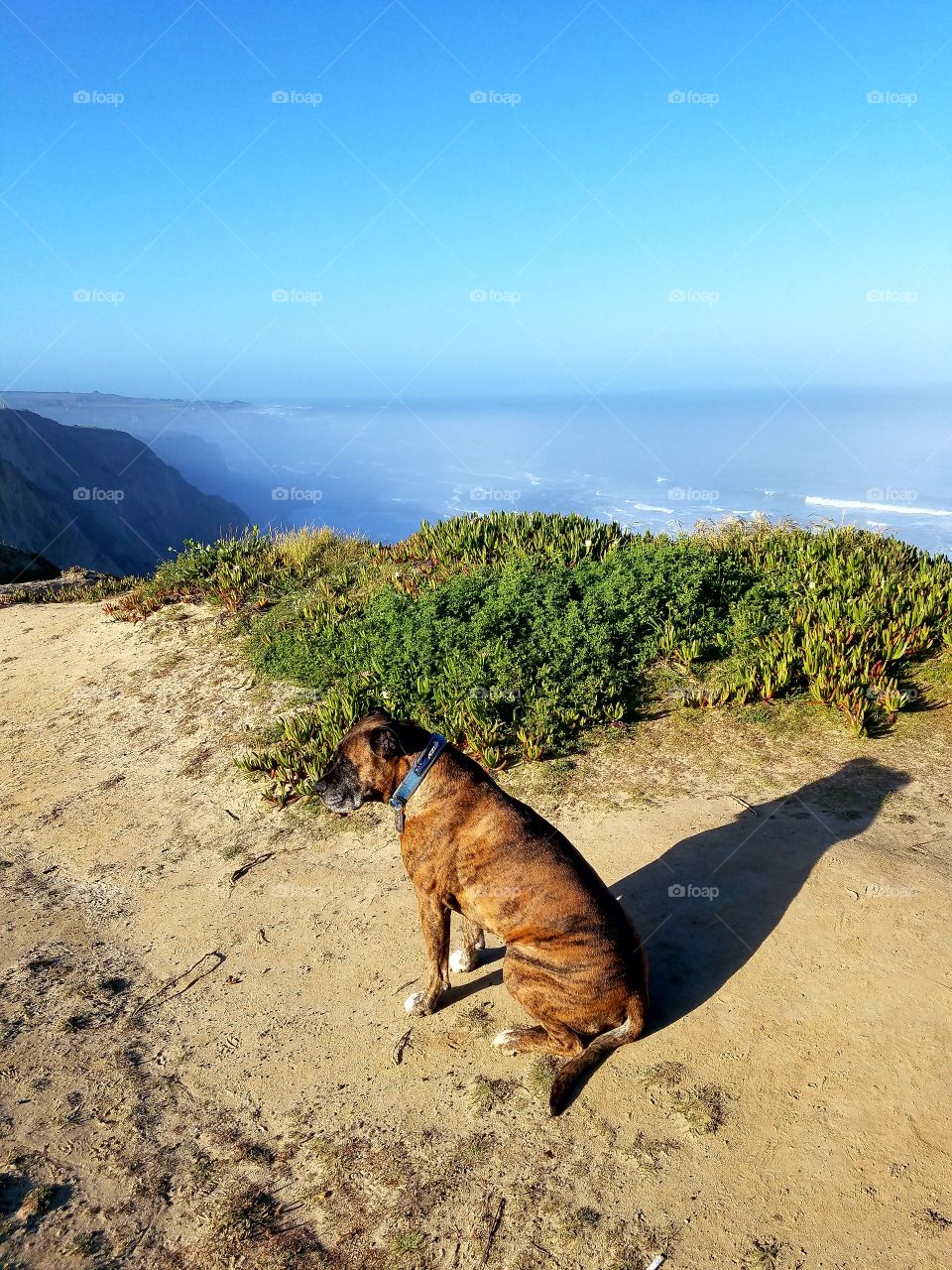 Thor sitting in the sun, awaiting an adventure on Pacific Coast Highway!