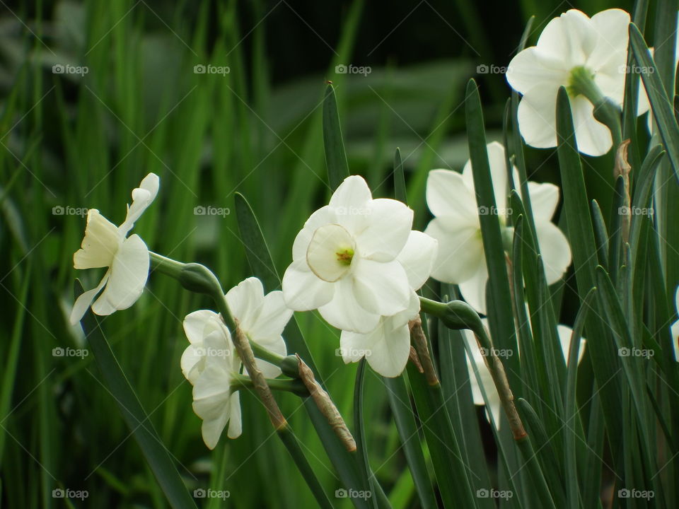 a cluster of fresh white daffodils emerging from tall green grass in the springtime.