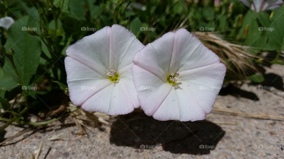 Beautiful Whites