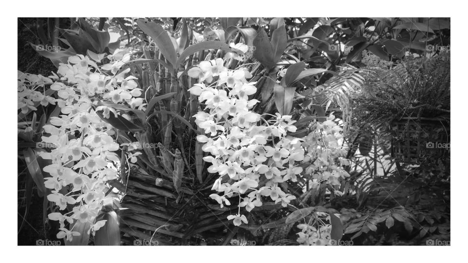 Orchid. Atlanta Botanical Gardens