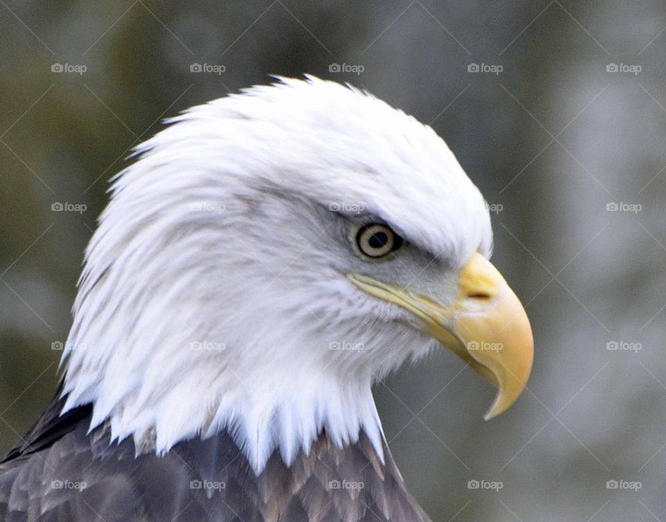 eagle